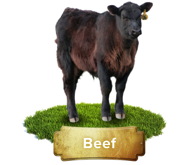 beef products