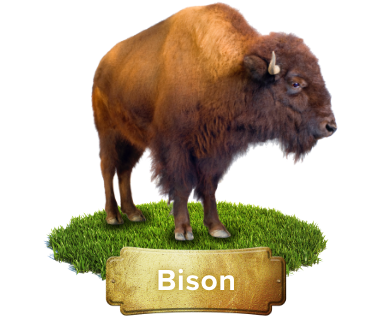 bison products