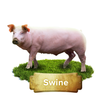 swine products